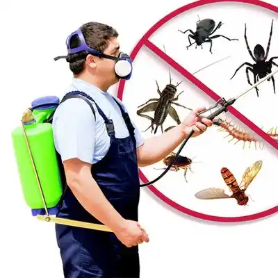 pest control Ballville